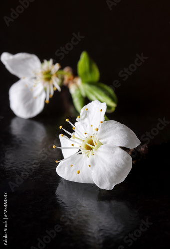 white spring flowers on black background