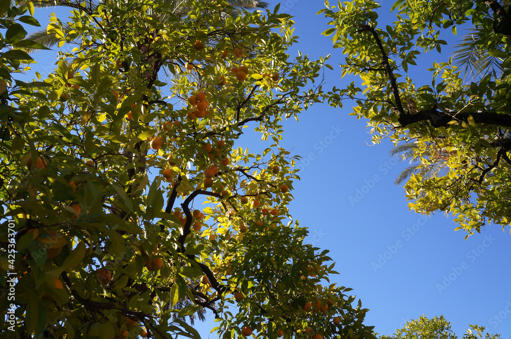 Fototapeta premium Orange tree with blue sky in the background