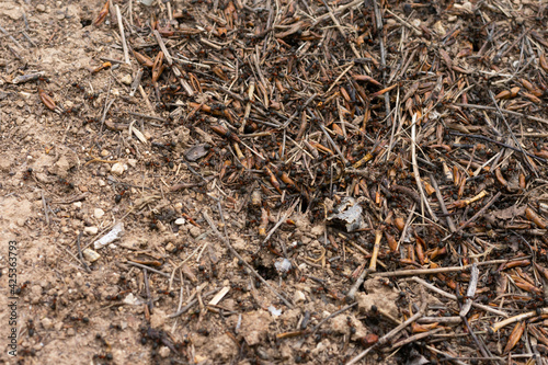 Macro photo of ground with lots of running ants, fauna macrophotography