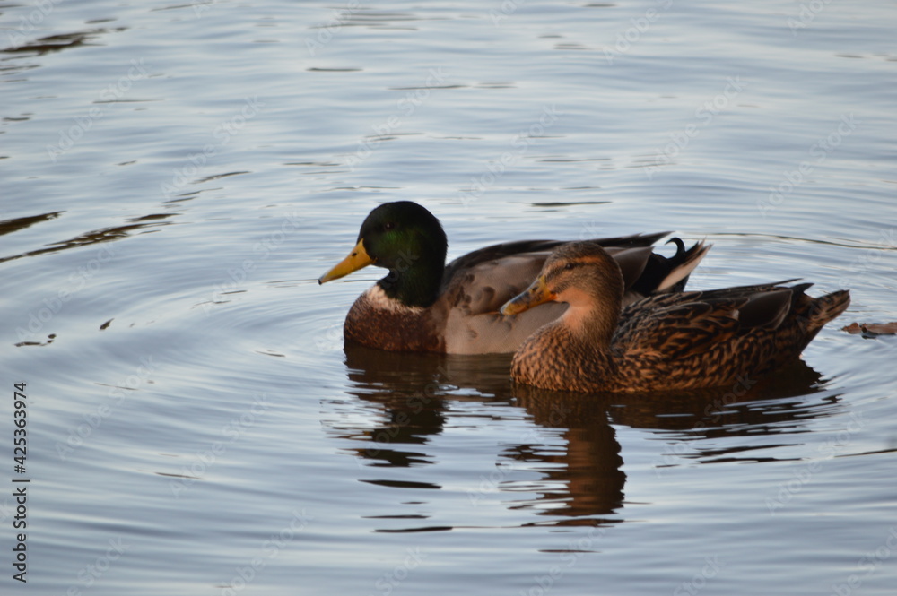 duck on the lake duck on the lake