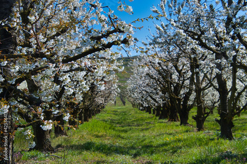 Kirscchblüte im Kaiserstuhl nahe Amoltern photo