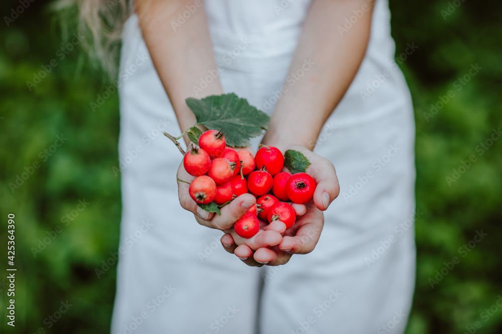 Girl's hands holding red berries of hawthorn in the garden. Focus is at berries. Girl's hands holding red berries of hawthorn in the garden. Focus is at berries.