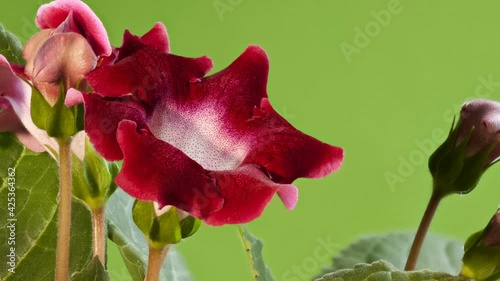 red Indoor flowers gloxinia on green close to photo