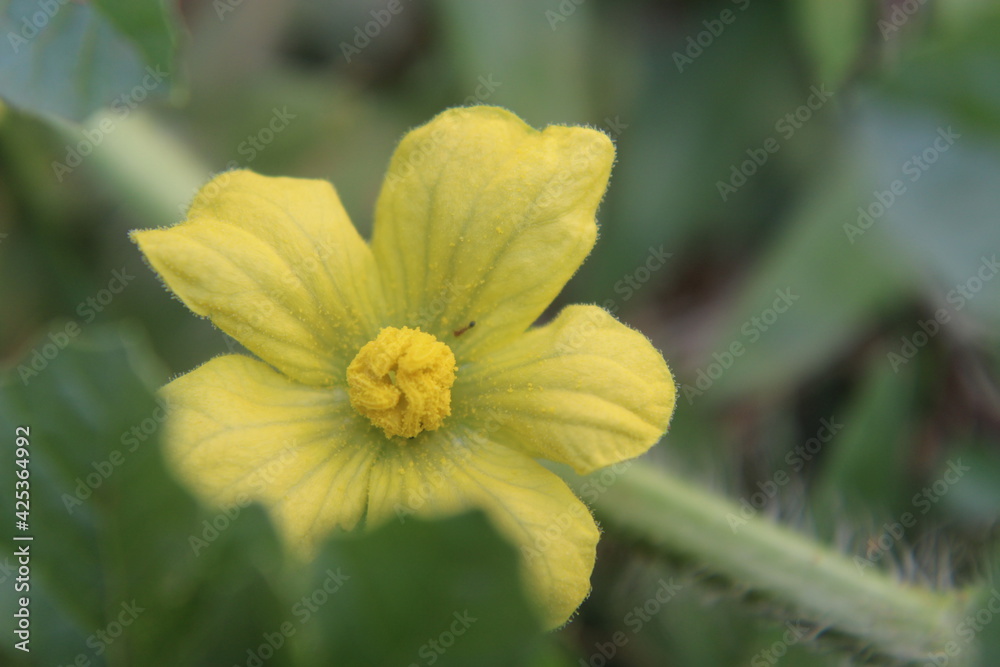 Watermelon flower Watermelon flower