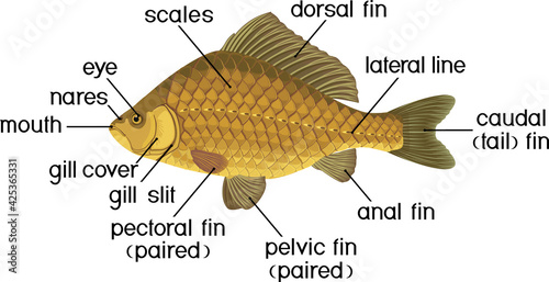 Fish external anatomy. External structure of Crucian carp isolated on white background