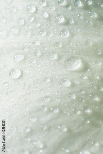 Vertical floral macro photo. Wet delicate white rose petal with lots of tiny water droplets.