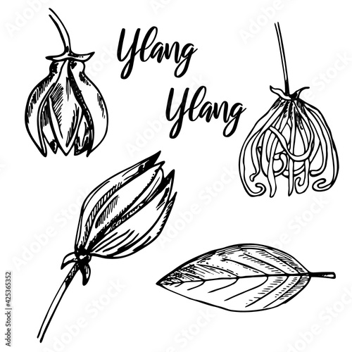 Ylang Ylang Flower. Isolated on white background. Abstract minimal vector illustration. Can be used for greeting cards, flyers, invitations, web design, etc