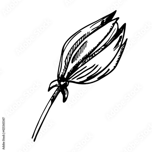 Ylang Ylang Flower. Isolated on white background. Abstract minimal vector illustration. Can be used for greeting cards, flyers, invitations, web design, etc