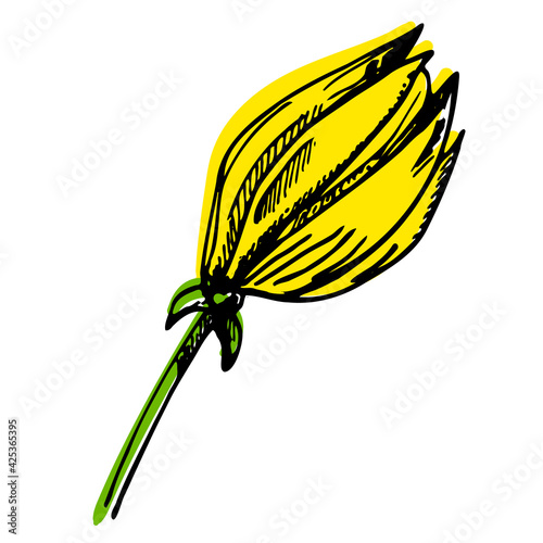Ylang Ylang Flower. Isolated on white background. Abstract minimal vector illustration. Colorful trendy sketch. Can be used for greeting cards, flyers, invitations, web design, etc