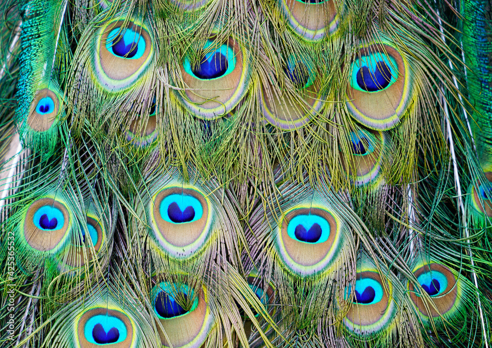 Fototapeta premium Plumage of a peacock in close-up
