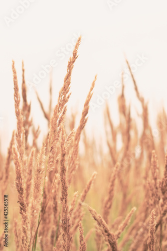 Vertical photo of bushgrass field, calm meadow with yellow spikelets