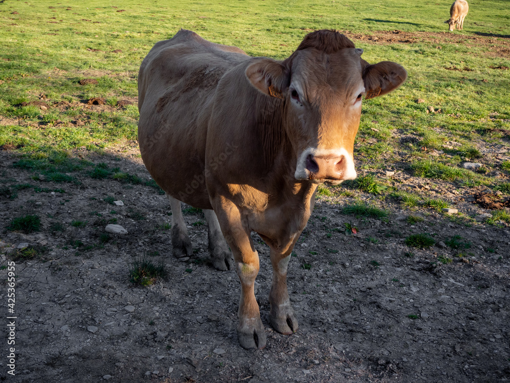 cattle ranch located in the village of garcipollera in the province of huesca cattle ranch located in the village of garcipollera in the province of huesca