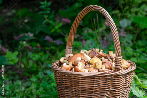 Basket full of many wild forest butter mushrooms on blurred green foliage background