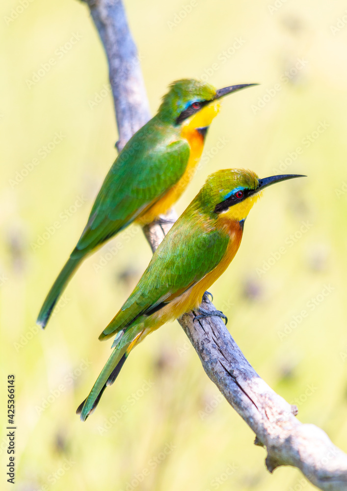 Obraz premium Little Bee-eater pair