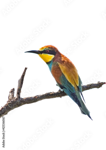European Bee-eater High Key