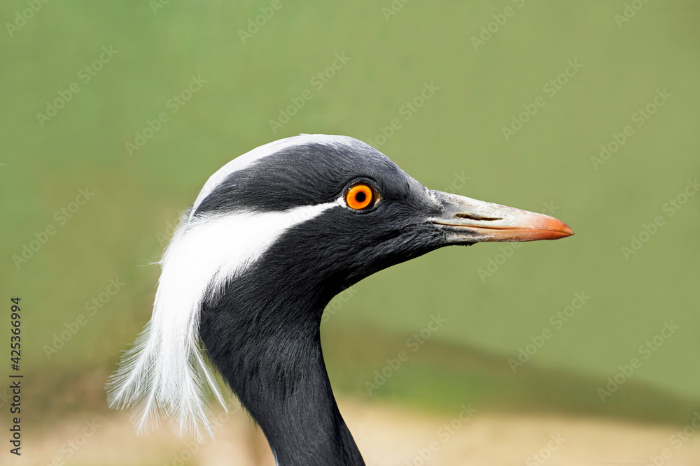 Heron in side close-up and green background. Black white plumage of a bird. Heron in side close-up and green background. Black white plumage of a bird.