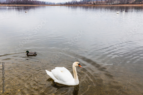 Swans on the Gorodishchenskoe lake near the Slovenian springs (springs of the Twelve Apostles). Pechory, Russia  photo