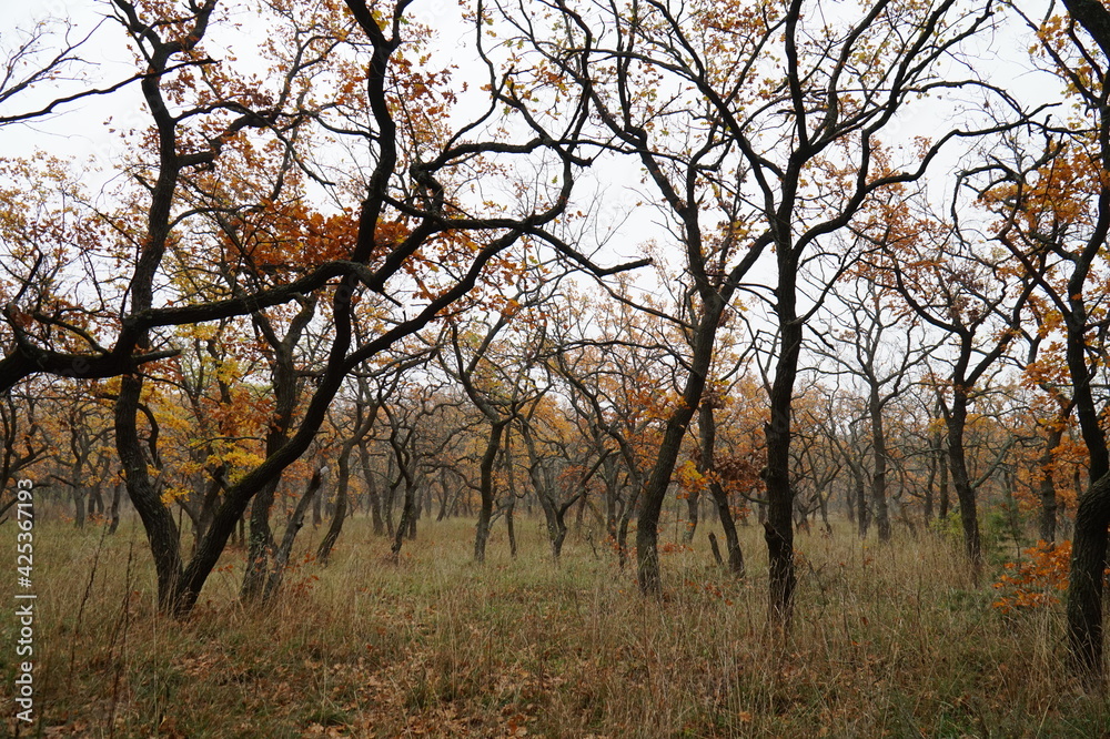 Mysterious autumn forest with yellow leaves and black tree trunks Mysterious autumn forest with yellow leaves and black tree trunks