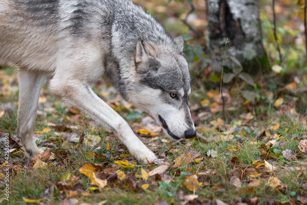 Grey Wolf (Canis lupus) Walks Right Nose Down Autumn Grey Wolf (Canis lupus) Walks Right Nose Down Autumn