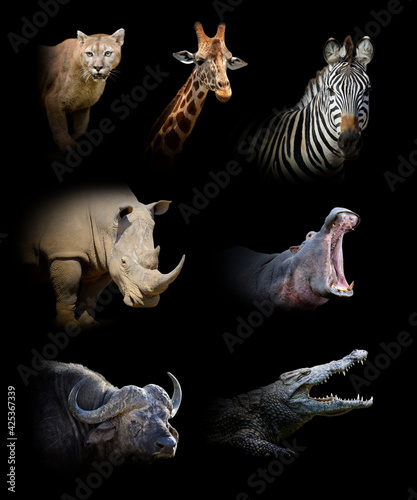 Fototapeta Naklejka Na Ścianę i Meble -  Set of seven wildlife animal on black background