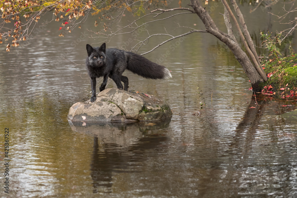 Fototapeta premium Silver Fox (Vulpes vulpes) Turns and Looks Out From Island Rock Autumn