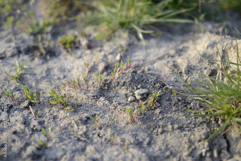 plant in the ground plant in the ground