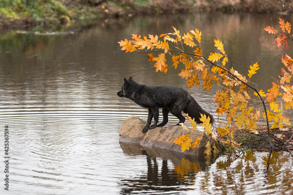 Fototapeta premium Silver Fox (Vulpes vulpes) Looks Out Over Water Under Autumn Branch