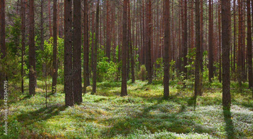 Fototapeta premium Nature landscape Coniferous forest