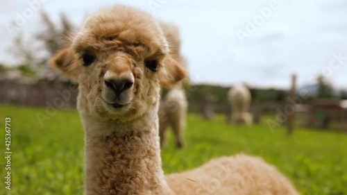 Zoomed in shot featuring an adorable alpaca, as he looks at camera, other blurred out alpacas can be seen roaming around green filed. 
