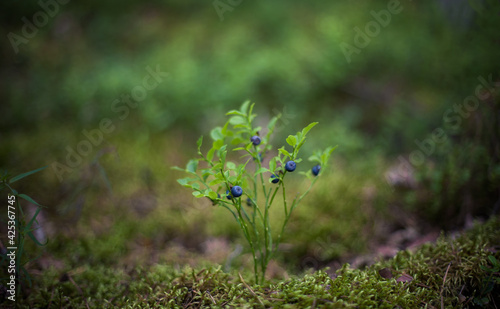 Blueberry in natural habitat © lumikk555