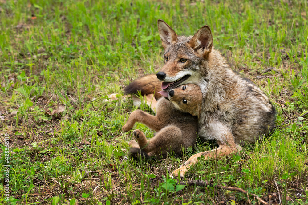 Coyote Pup (Canis latrans) Squirms and Touches Adult With Tongue Summer