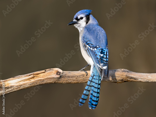 Fotografia Blue Jay Portrait in Early Spring on Brown Background