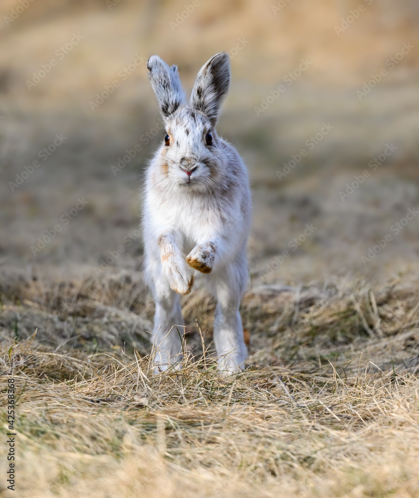 Snowshoe Hare Running in Early Spring. It's changing its winter white coat to brown Snowshoe Hare Running in Early Spring. It's changing its winter white coat to brown
