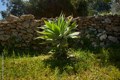 agave plant near a typical Sicilian stone wall