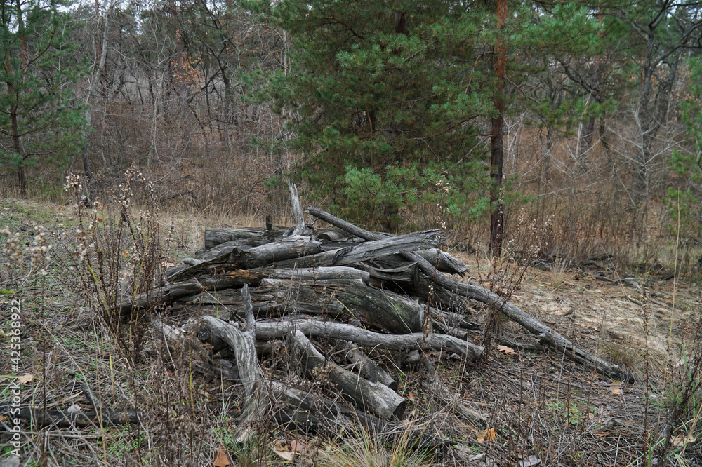 Forest in late autumn. Bare tree branches without leaves. Forest in late autumn. Bare tree branches without leaves.