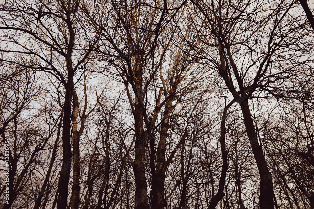 Silhouettes of dry trees in a forest during a spring evening. Silhouettes of dry trees in a forest during a spring evening.