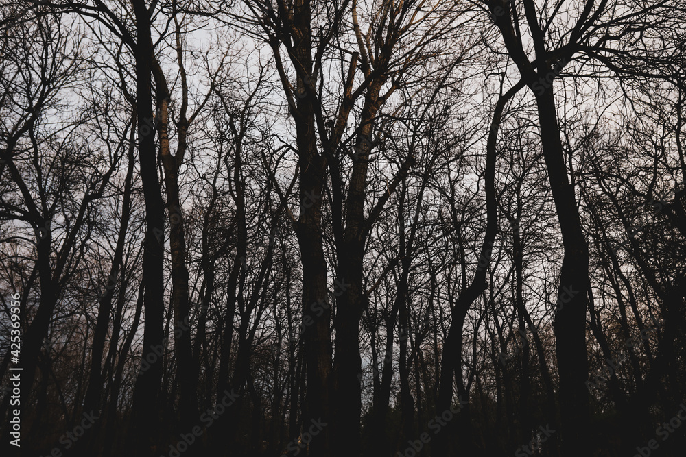 Silhouettes of dry trees in a forest during a spring evening. Silhouettes of dry trees in a forest during a spring evening.