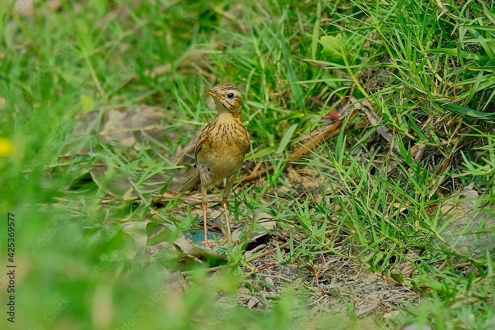 Paddyfield Pipit Paddyfield Pipit