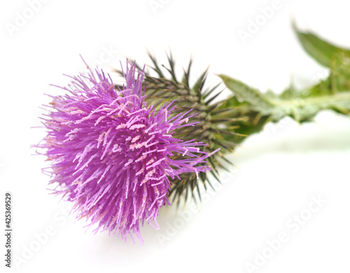 Thistle with flower and leaves.