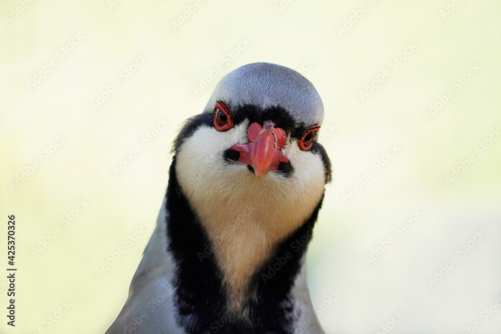 Fototapeta premium Portrait eines Steinhuhns. Heller Hintergrund. Alectoris graeca