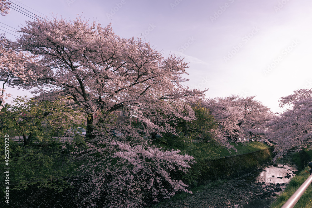 所沢東川の満開の桜 所沢東川の満開の桜