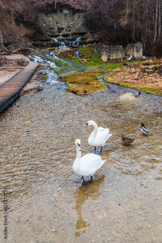 Swans on the Gorodishchenskoe lake near the Slovenian springs (springs of the Twelve Apostles). Pechory, Russia  photo