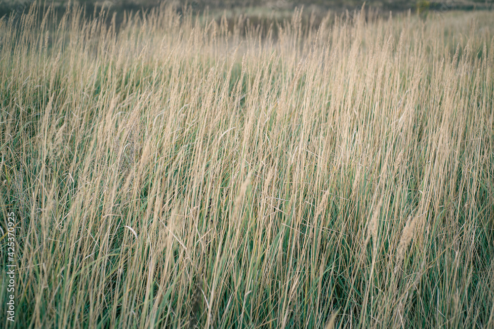 Beautiful meadow grass in the soft light of the sunset. Floral background.