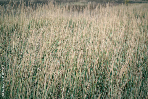 Beautiful meadow grass in the soft light of the sunset. Floral background.