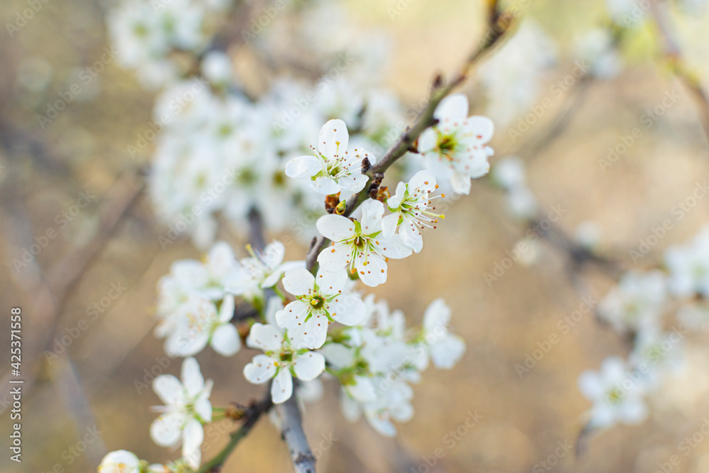 blossom in spring blossom in spring