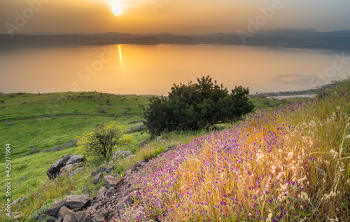 Peaceful orange sunset over the Sea of Galilee, with flower-covered hill slope in the foreground, and the city of Tiberias and surrounding hills, including the Arbel cliff in the background; Israel