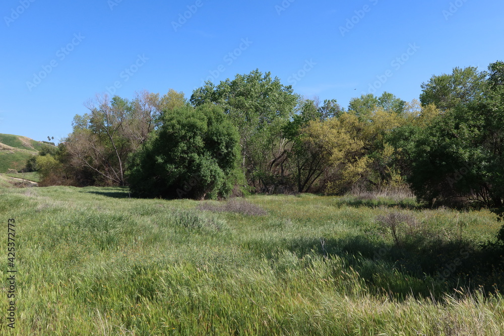 Obraz premium Country Road with a Green Grassy Meadow Next to a Grove of Trees in the Springtime California Hills