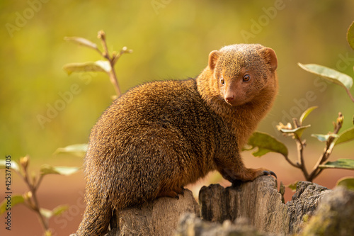 Zwergmanguste im Zoom Zoo Gelsenkirchen photo