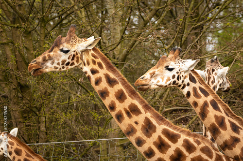 Giraffe Zoom Zoo Gelsenkirchen