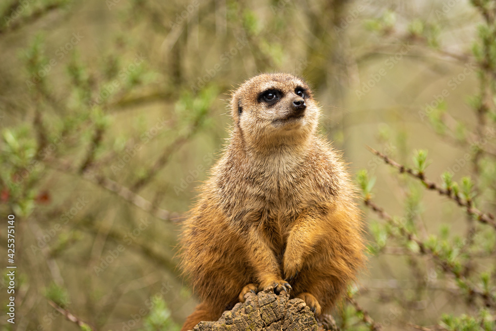 Erdmännchen Erdmännchen